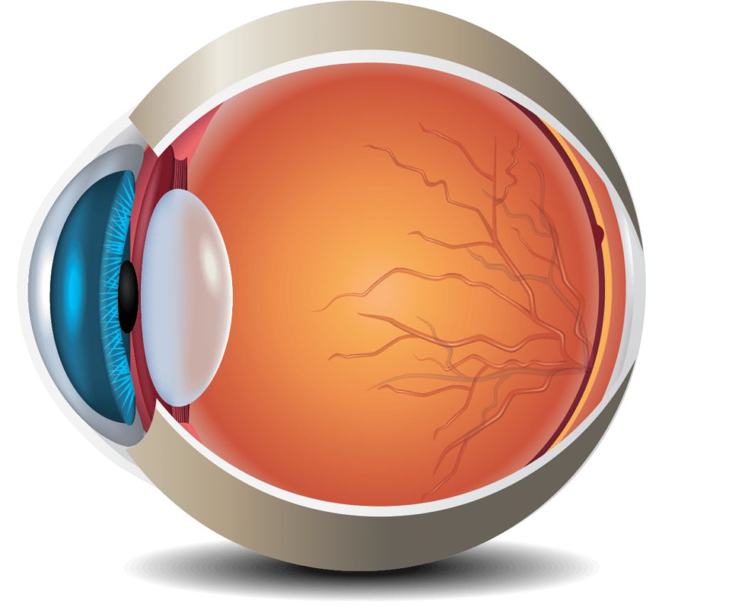 MedicalVision, oko, nabídka služeb